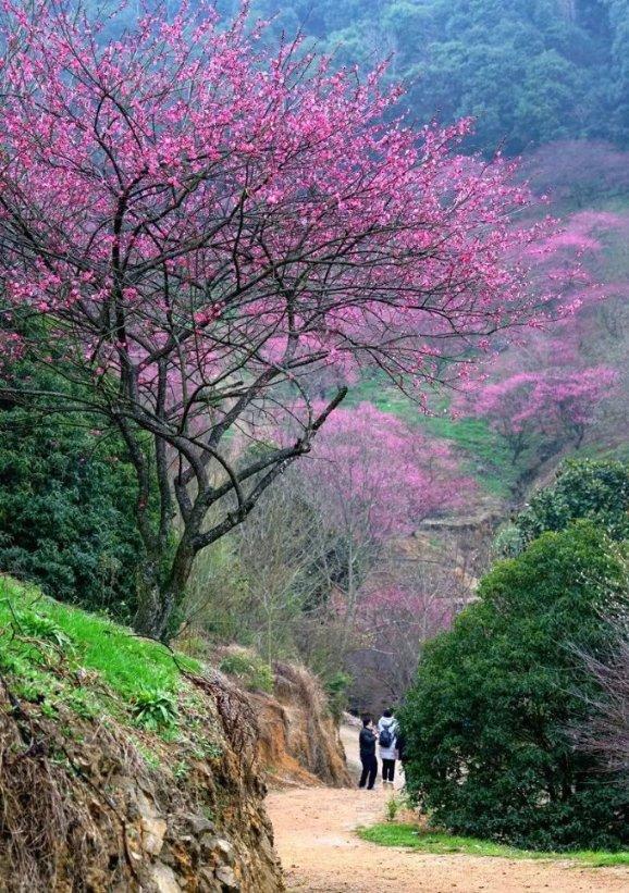 虫虫助手下载